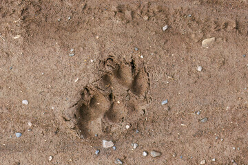 畑地に残るキツネの足跡。
美しいホンドギツネ（イヌ科）
英名学名：Japanese Red Fox (Mustela itatsi)
群馬県太田市利根川河川敷-2025年
