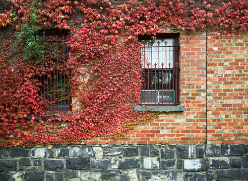 Vines growing over a heritage brick and bluestone building