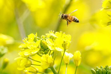 菜の花畑で蜜を集める可愛いミツバチ
英名学名：honey bees  (Apis mellifera) 
群馬県太田市利根川河川敷-2025年
