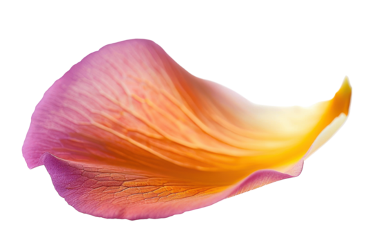 A delicate sunset-hued rose petal resting softly against a light background, embodying elegance and natural beauty isolated on transparent background