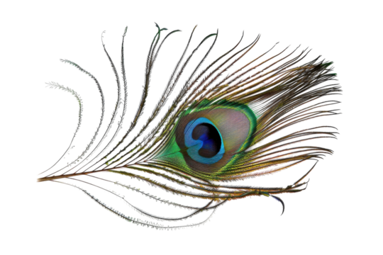 A delicate peacock feather showcasing vibrant hues against a clean, white backdrop, capturing nature's intricate beauty and design in fine detail isolated on transparent background