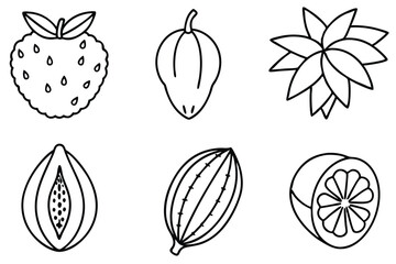 miracle fruit line art sketch tropical plant illustration