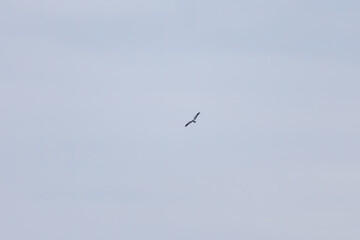 狩りのために葦原を飛翔する美しいハイイロチュウヒ（タカ科）
英名学名：Northern harrier (Circus cyaneus, family comprising hawks) 
群馬県太田市利根川河川敷-2025年
