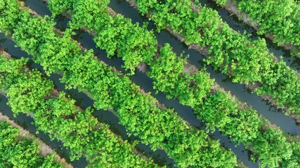 From above, the lush green crops grow symmetrically along irrigation channels, emphasizing the balance between nature and agriculture for sustainable farming practices.

