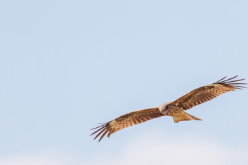飛翔する美しいトビ（タカ科）
英名学名：Black Kites (Milvus migrans)
群馬県太田市利根川河川敷-2025年
