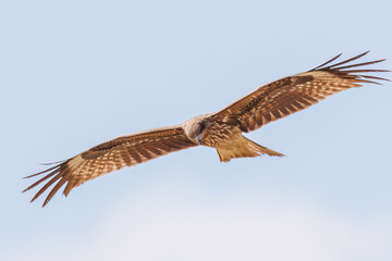 飛翔する美しいトビ（タカ科）
英名学名：Black Kites (Milvus migrans)
群馬県太田市利根川河川敷-2025年
