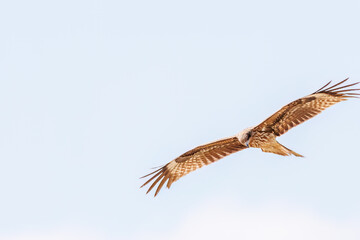 飛翔する美しいトビ（タカ科）
英名学名：Black Kites (Milvus migrans)
群馬県太田市利根川河川敷-2025年
