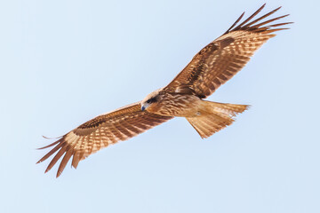 飛翔する美しいトビ（タカ科）
英名学名：Black Kites (Milvus migrans)
群馬県太田市利根川河川敷-2025年

