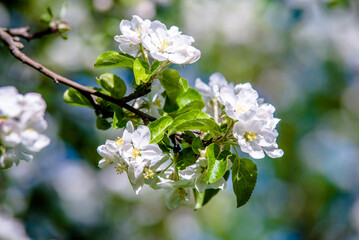 appletree blossom branch in the garden in spring
