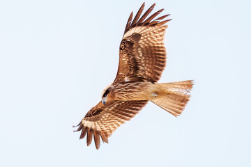飛翔する美しいトビ（タカ科）
英名学名：Black Kites (Milvus migrans)
群馬県太田市利根川河川敷-2025年

