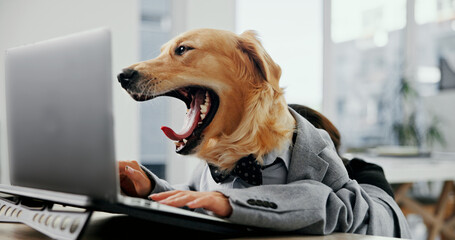 Dog, office and animal yawn at laptop at desk while tired, overworked and burnout. Golden retriever, pet friendly workplace and technology for comic or funny work environment with intelligent breed