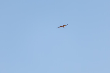 狩りのために葦原を飛翔する美しいノスリ（タカ科）
英名学名：Eastern Buzzard (Buteo japonicus, family comprising hawks)
群馬県太田市利根川河川敷-2025年
