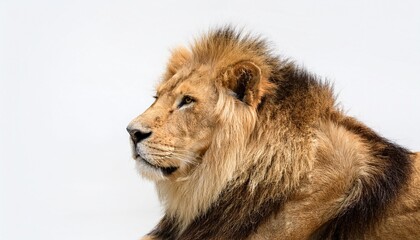 マットな白背景に1頭のライオンが堂々と立つシンプルなデザイン。威厳を持つライオンの姿が静けさと強さを感じさせ、余白がその美しさを引き立てる。

