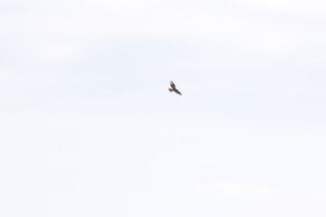 狩りのために葦原を飛翔する美しいノスリ（タカ科）
英名学名：Eastern Buzzard (Buteo japonicus, family comprising hawks)
群馬県太田市利根川河川敷-2025年
