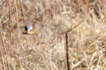 飛び出し飛翔する可愛いホオジロ（ホオジロ科）
英名学名：Meadow Bunting (Emberiza cioides, family comprising buntings)
群馬県太田市利根川河川敷-2025年
