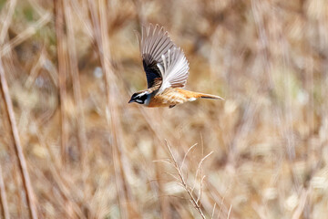 飛び出し飛翔する可愛いホオジロ（ホオジロ科）
英名学名：Meadow Bunting (Emberiza cioides, family comprising buntings)
群馬県太田市利根川河川敷-2025年
