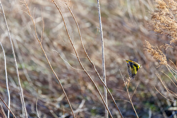 飛翔する可愛いカワラヒワ（アトリ科）
英名学名：Oriental Greenfinch (family comprising Chloris finchs)
群馬県太田市利根川河川敷-2025年
