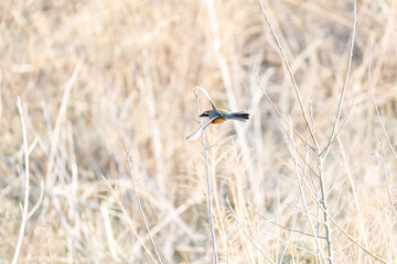 飛翔する美しいモズ（モズ科）
英名学名：Bull-headed shrike (Lanius bucephalus)
群馬県太田市利根川河川敷-2025年
