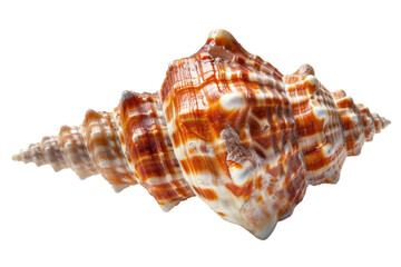Obraz premium Natural beauty of a spiral seashell captured with intricate patterns and vivid colors against a clean white background isolated on transparent background