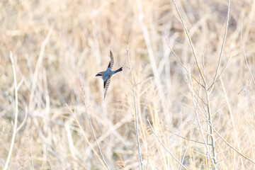 飛翔する美しいモズ（モズ科）
英名学名：Bull-headed shrike (Lanius bucephalus)
群馬県太田市利根川河川敷-2025年
