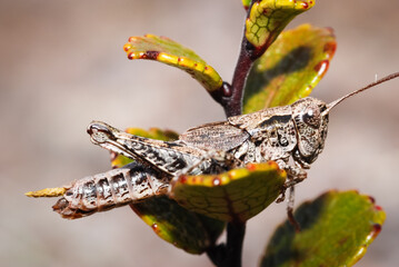 Close up of a north Island grasshopper