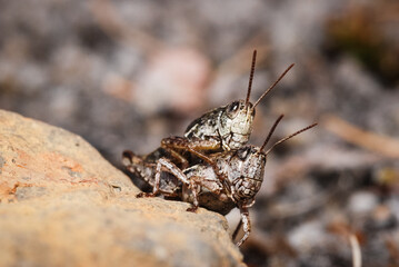 Close up of a mating pair of north Island grasshoppers