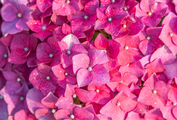 pink bougainvillea flowers in garden