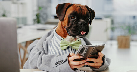 Dog, office and animal on phone at desk while typing, online and reading email. Boxer, pet friendly workplace and technology with internet communication for comic or funny work environment with breed