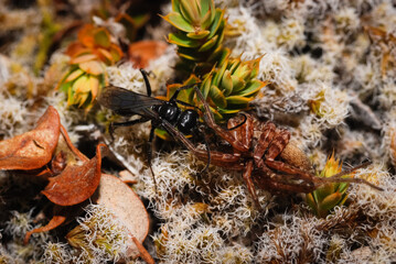 New Zealand black hunting wasp with a spider it has caught