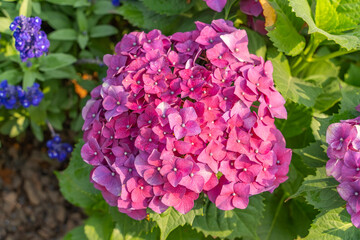 pink bougainvillea flowers in garden