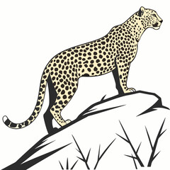 White background a leopard Picture. 