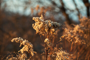 Golden Hour Wildflowers with Fluffy Seed Heads