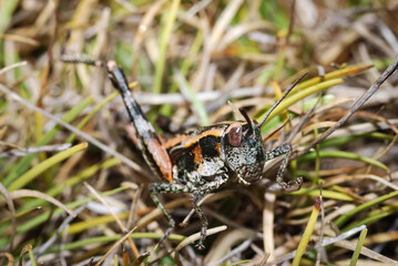 Close up of a north Island grasshopper