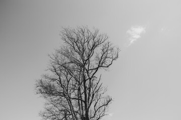 Minimal black and white image of a leafless tree against a pale sky. Emotive scene evoking solitude, winter, calm, and introspection in a natural setting.