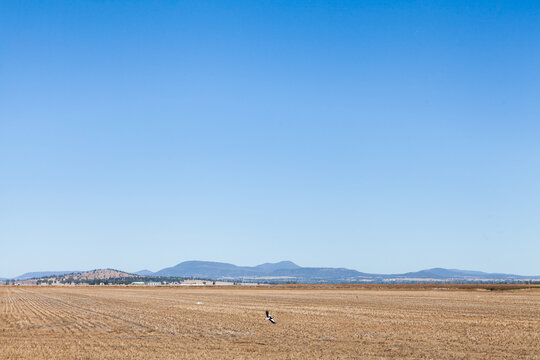 Magpie swooping over brown farmland paddock