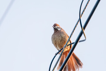 夕日を浴びる可愛いカオジロガビチョウ（チメドリ科）
英名学名：White-browed Laughingthrush (Garrulax sannio, family Chimedonidae)
群馬県太田市利根川河川敷-2025年

