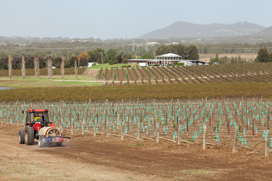 Tractor spraying vineyard beside newly planted grape vines