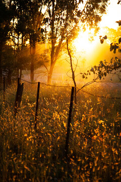 Silhouetted fence and gum tree leaves among golden grass and sun beams at sunset