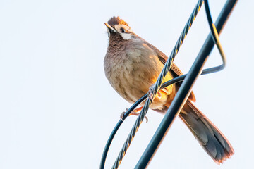 夕日を浴びる可愛いカオジロガビチョウ（チメドリ科）
英名学名：White-browed Laughingthrush (Garrulax sannio, family Chimedonidae)
群馬県太田市利根川河川敷-2025年

