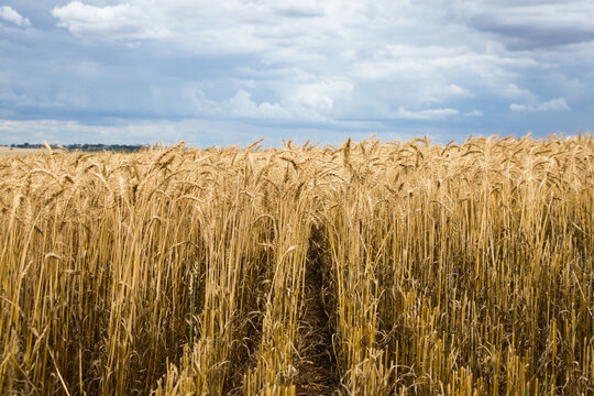 Wheat crop waiting to be harvested with storm clouds overhead