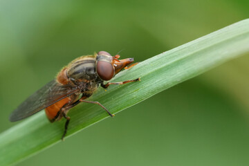 Detailed closeup on a Common red nout-hoverfly, Rhingia campestris on a green grass-blade