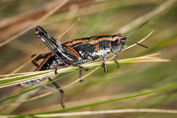 Close up of a north Island grasshopper