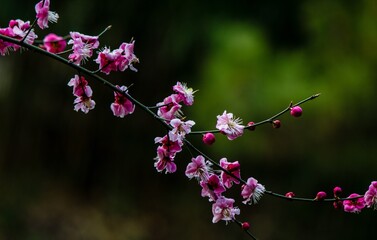 plum blossom