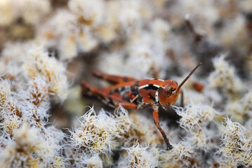 Close up of a north Island grasshopper