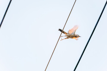 夕日を浴びる可愛いカオジロガビチョウ（チメドリ科）
英名学名：White-browed Laughingthrush (Garrulax sannio, family Chimedonidae)
群馬県太田市利根川河川敷-2025年


