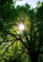 Obraz premium Sunlight dapples leaves of a majestic tree, creating a leafy archway reaching towards the sky, green, treetop