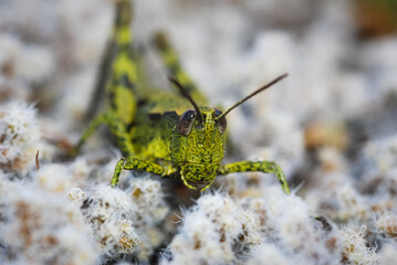 Close up of a north Island grasshopper