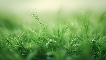Lush Green Meadow with Gentle Breeze and Blurred Background