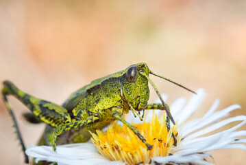 Close up of a north Island grasshopper