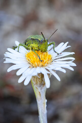 Close up of a north Island grasshopper